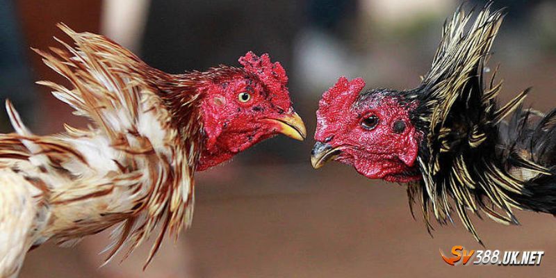 Tất Tần Tật Về Đá Gà Cựa Dao SV388 Cho Những Ai Mới Nhập Môn Các loại cựa thông dụng nhất hiện nay