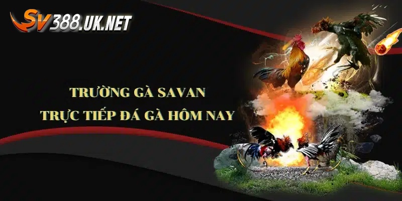 Trực Tiếp Đá Gà Savan - Những Trận Đấu Hay Nhất Hành Tinh Thông tin về trực tiếp đá gà Savan