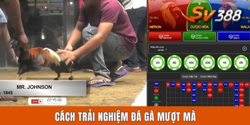 Chơi Đá Gà Sv388 Có An Toàn Không Dựa Trên 4 Yếu Tố Cốt Lõi Cách trải nghiệm đá gà mượt mà